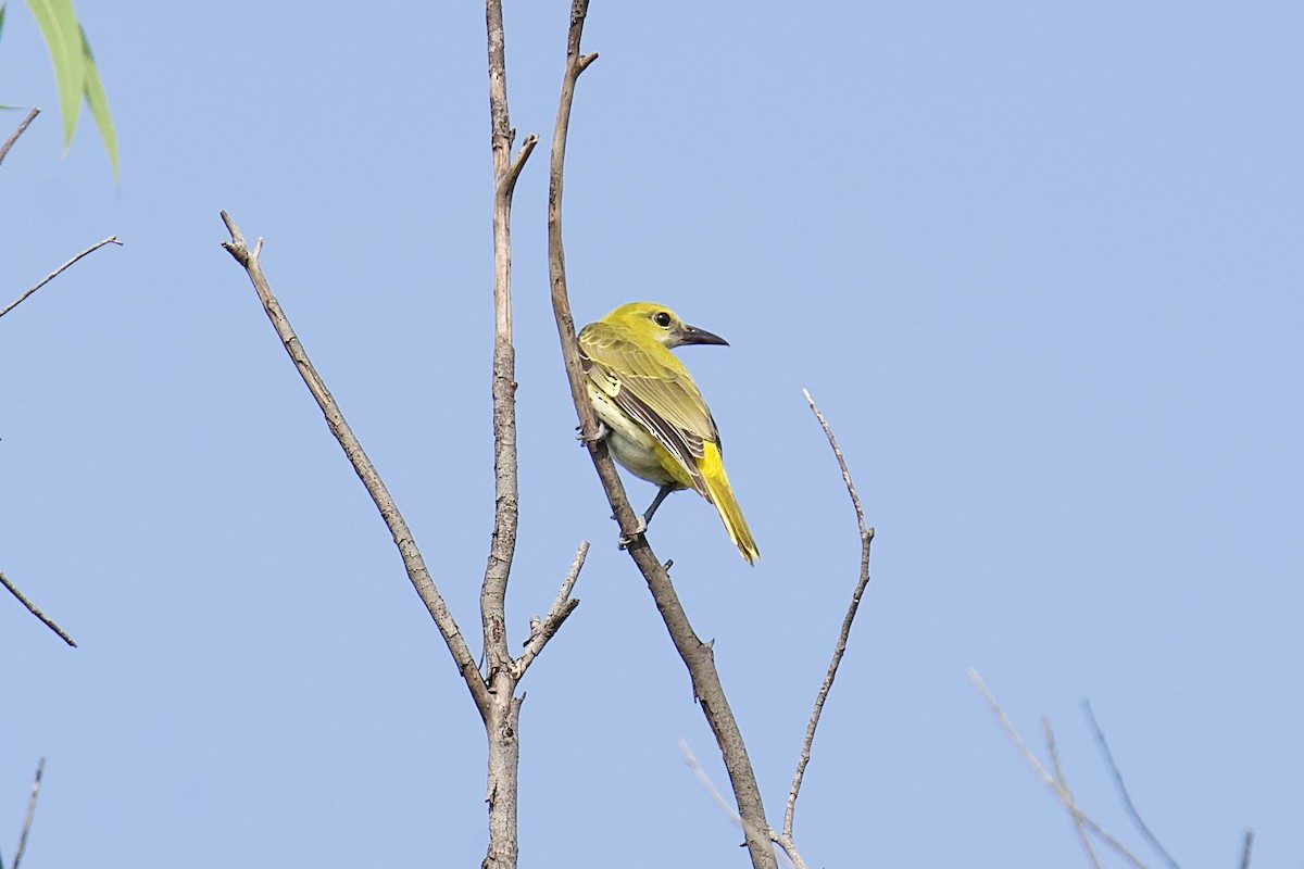 זהבן הודי - ML644321353