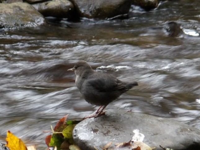 American Dipper - ML644321368