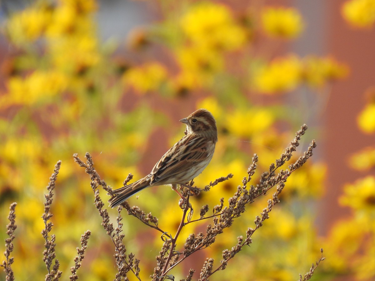 Reed Bunting - ML644321375