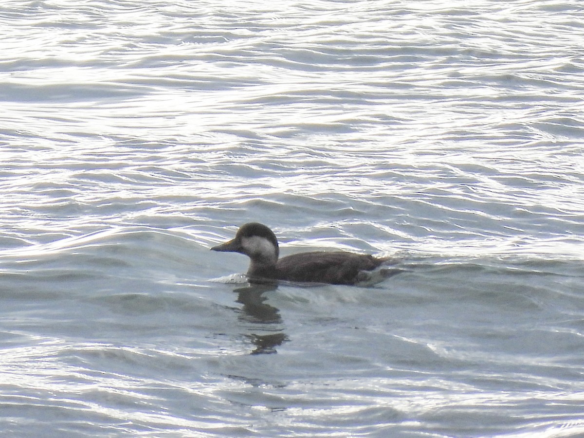 Black Scoter - ML644321385