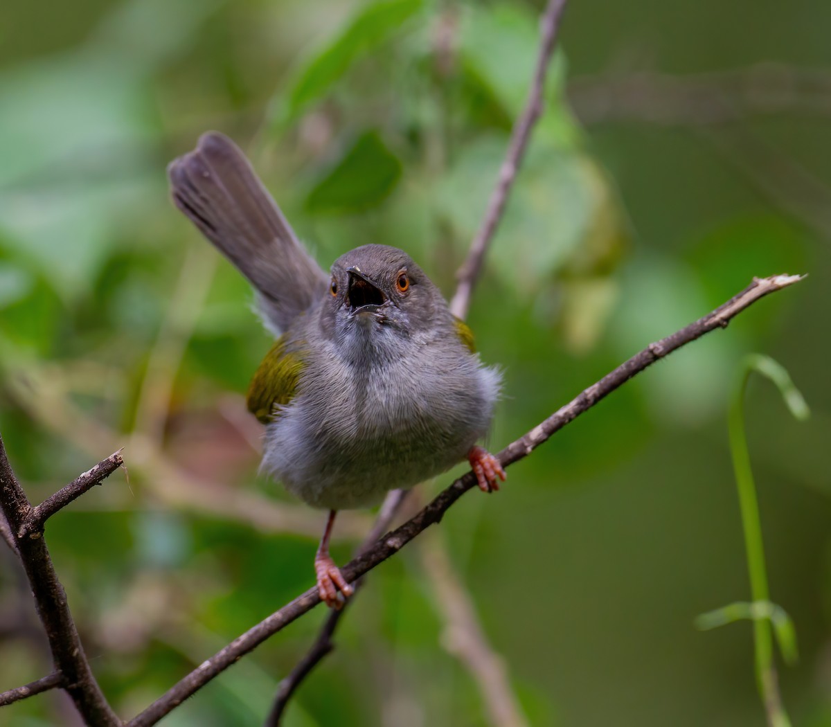 Yeşil Sırtlı Kamaropter [brevicaudata grubu] - ML644321404