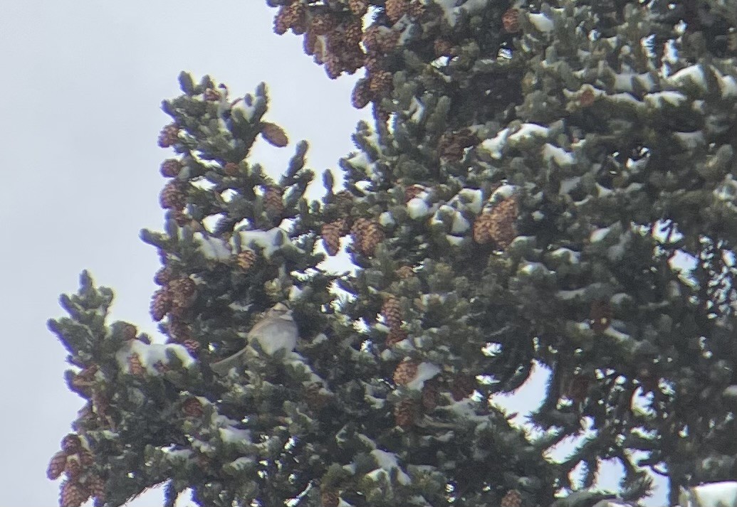 White-throated Sparrow - ML644321405