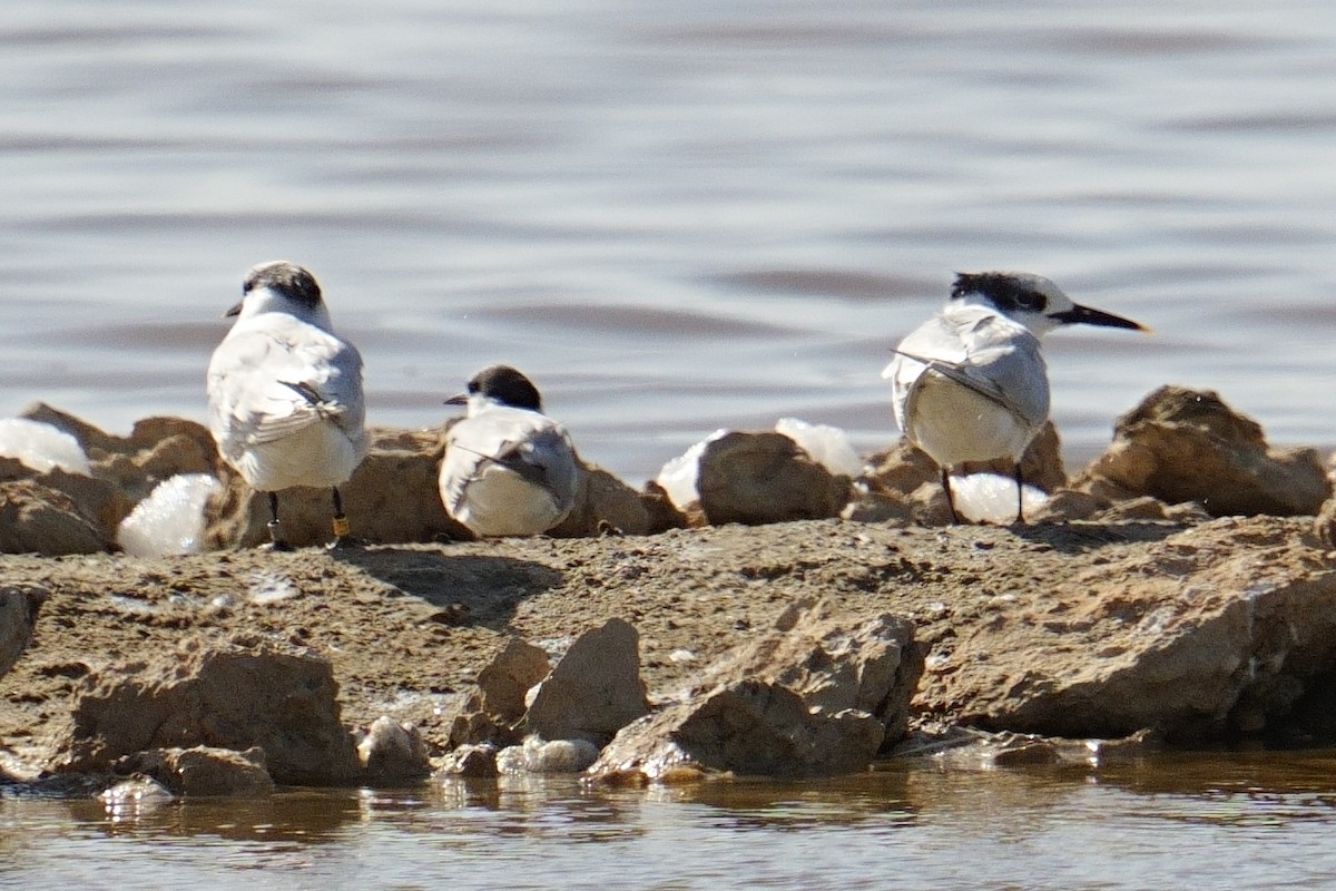 Kara Gagalı Sumru - ML644321429