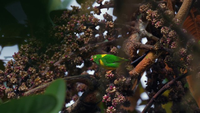 Yellow-collared Chlorophonia - ML644321450