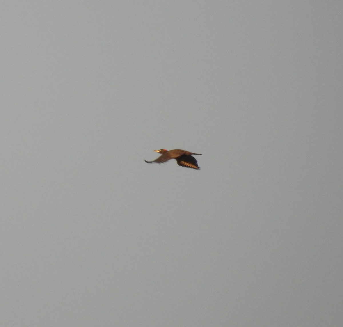 Black Woodpecker - ML644321456