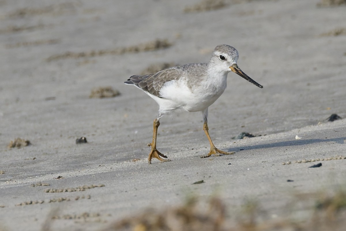 tereksnipe - ML644321463