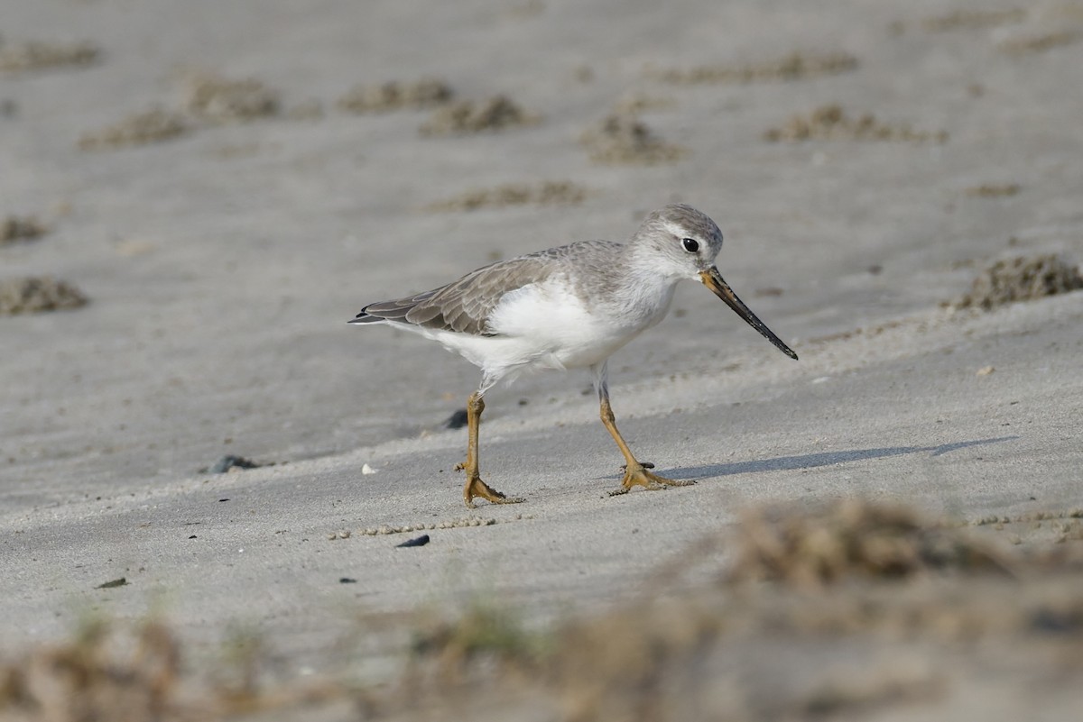 tereksnipe - ML644321464