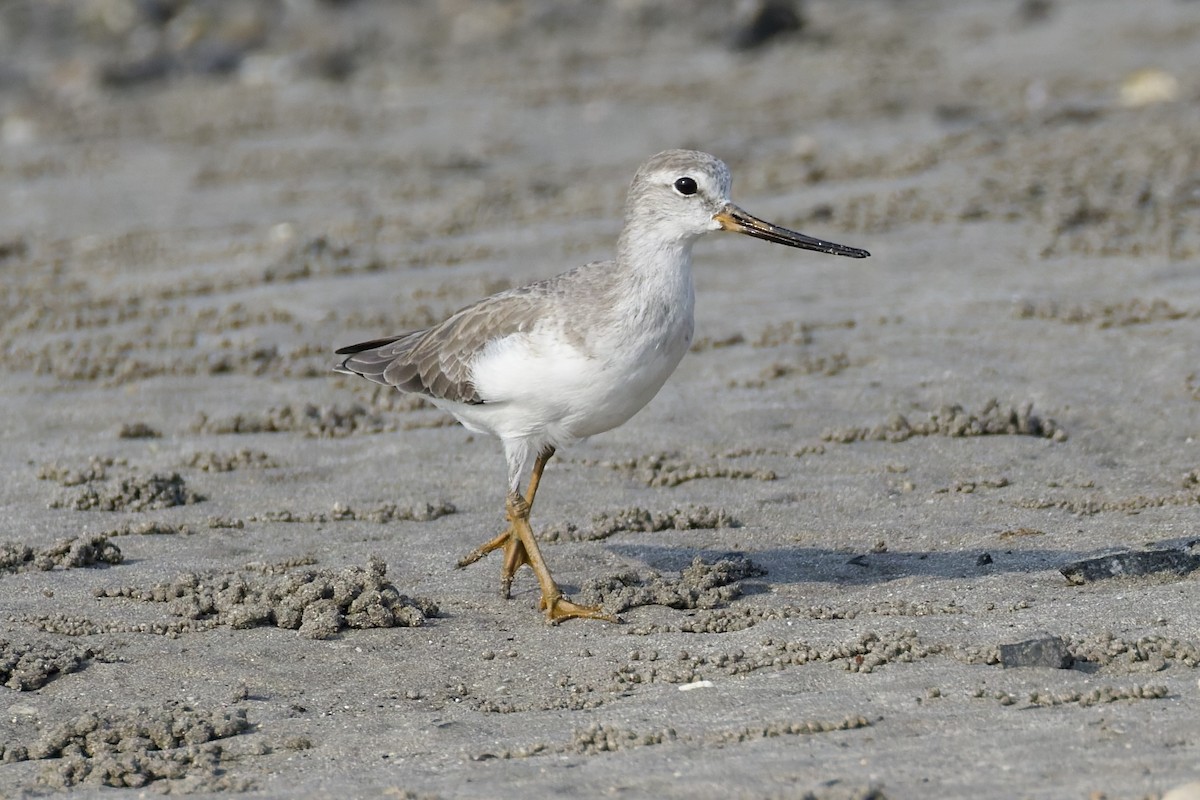 tereksnipe - ML644321465