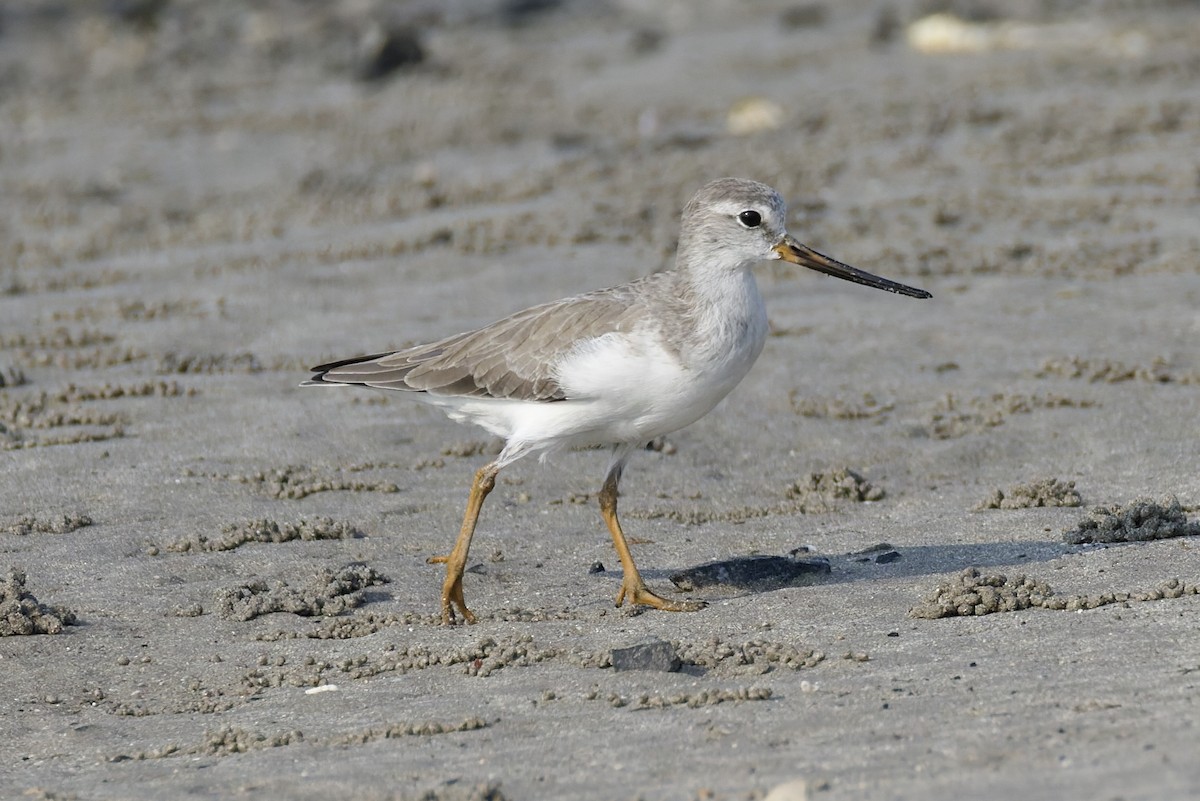 tereksnipe - ML644321466