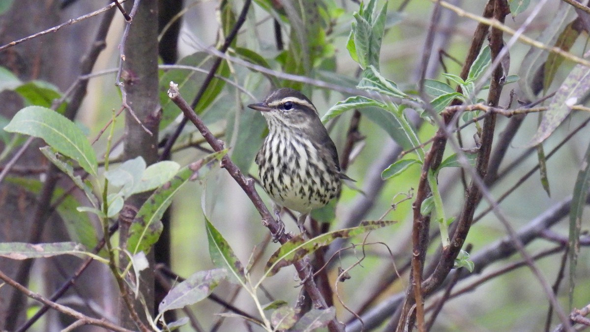 Northern Waterthrush - ML644321479