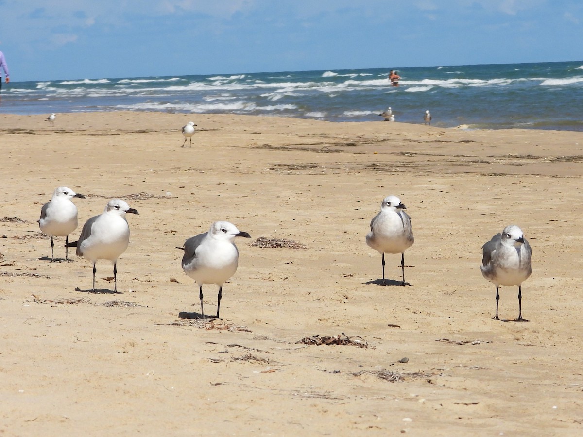 Laughing Gull - ML644321486