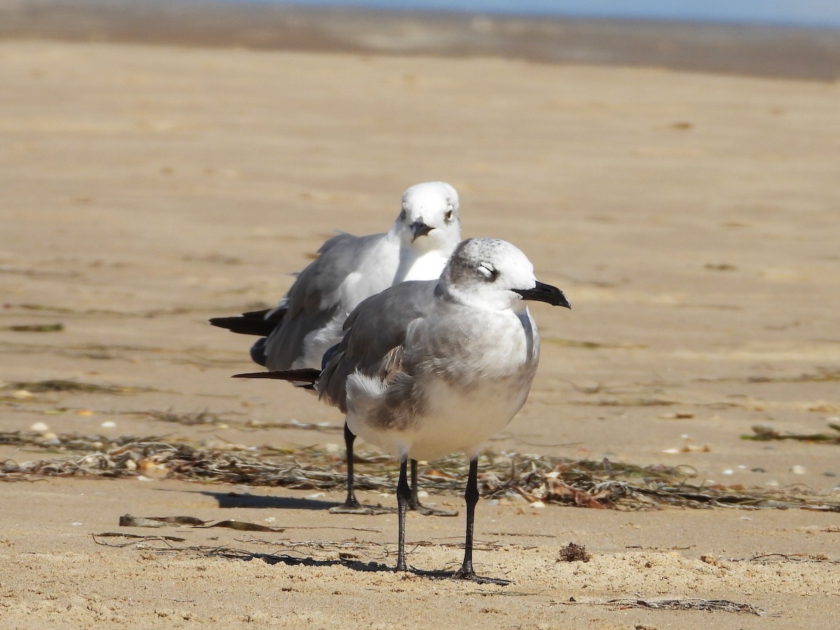 Laughing Gull - ML644321495