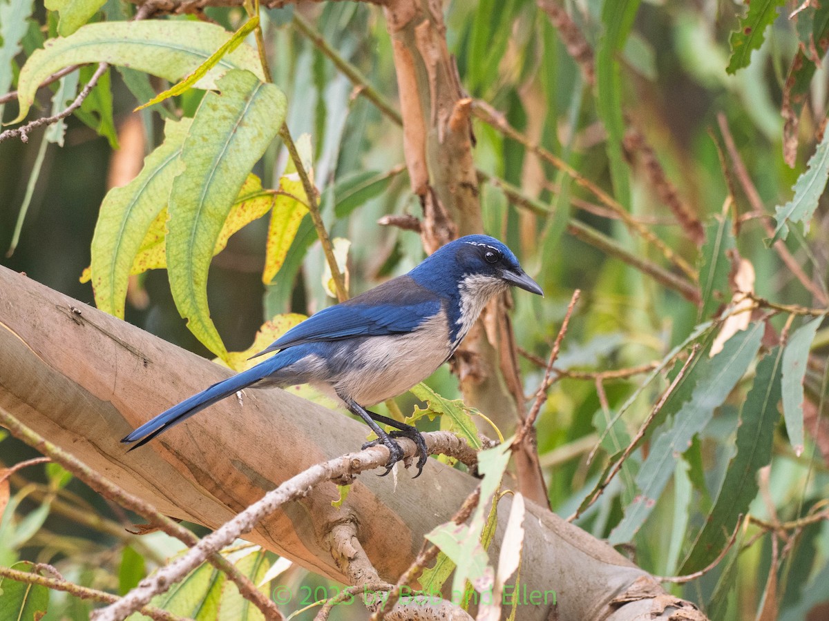 Chara de Santa Cruz - ML644321501