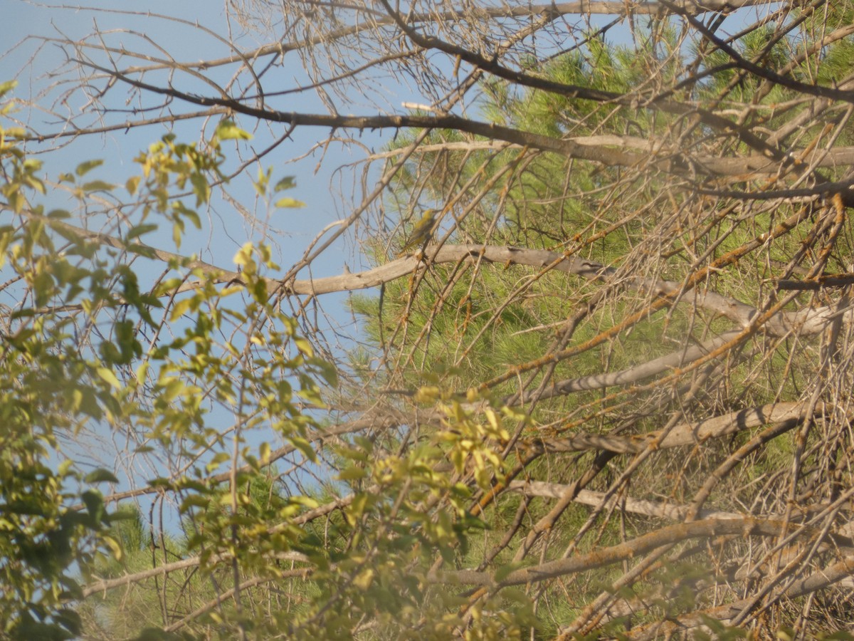 Эгэл шаргач - ML644321502