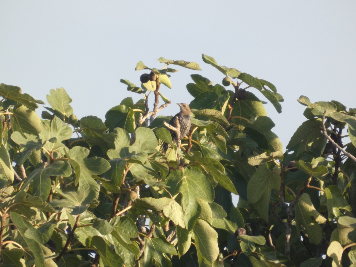 middelhavsstær - ML644321520