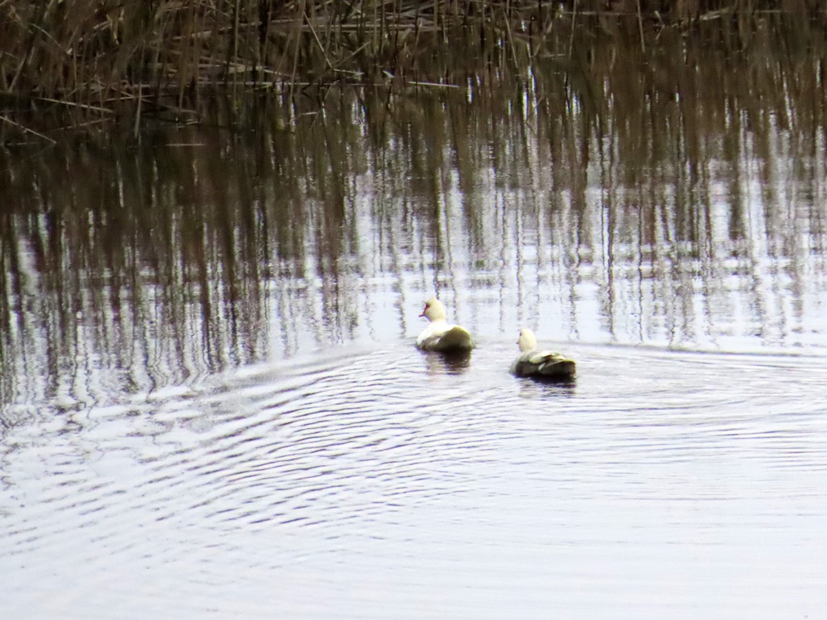 雑種 ノバリケン ｘ マガモ - ML644321523