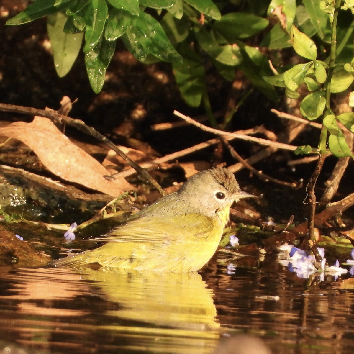 ズアカアメリカムシクイ - ML644321524