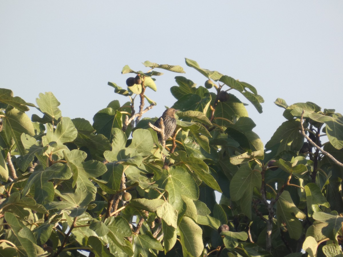 middelhavsstær - ML644321528