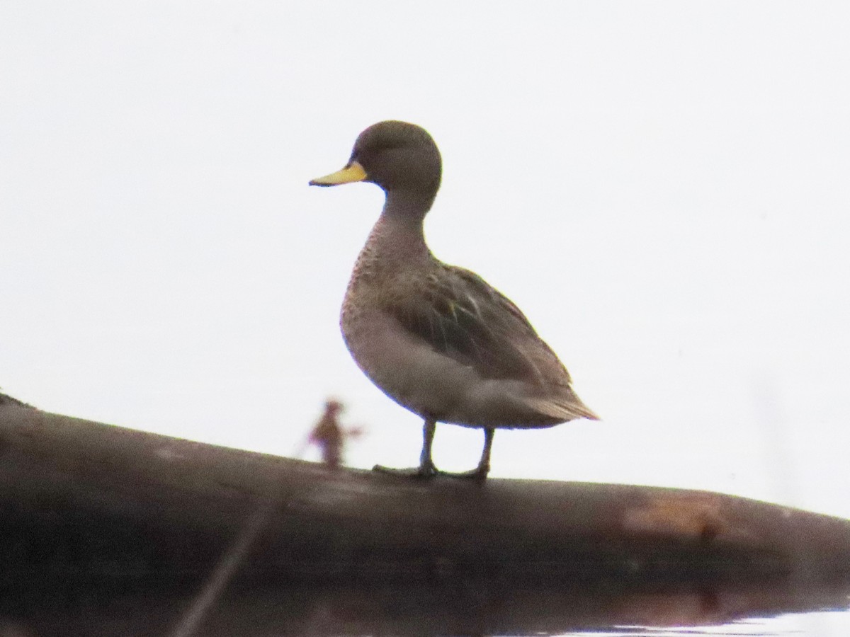 Sarcelle tachetée - ML644321531