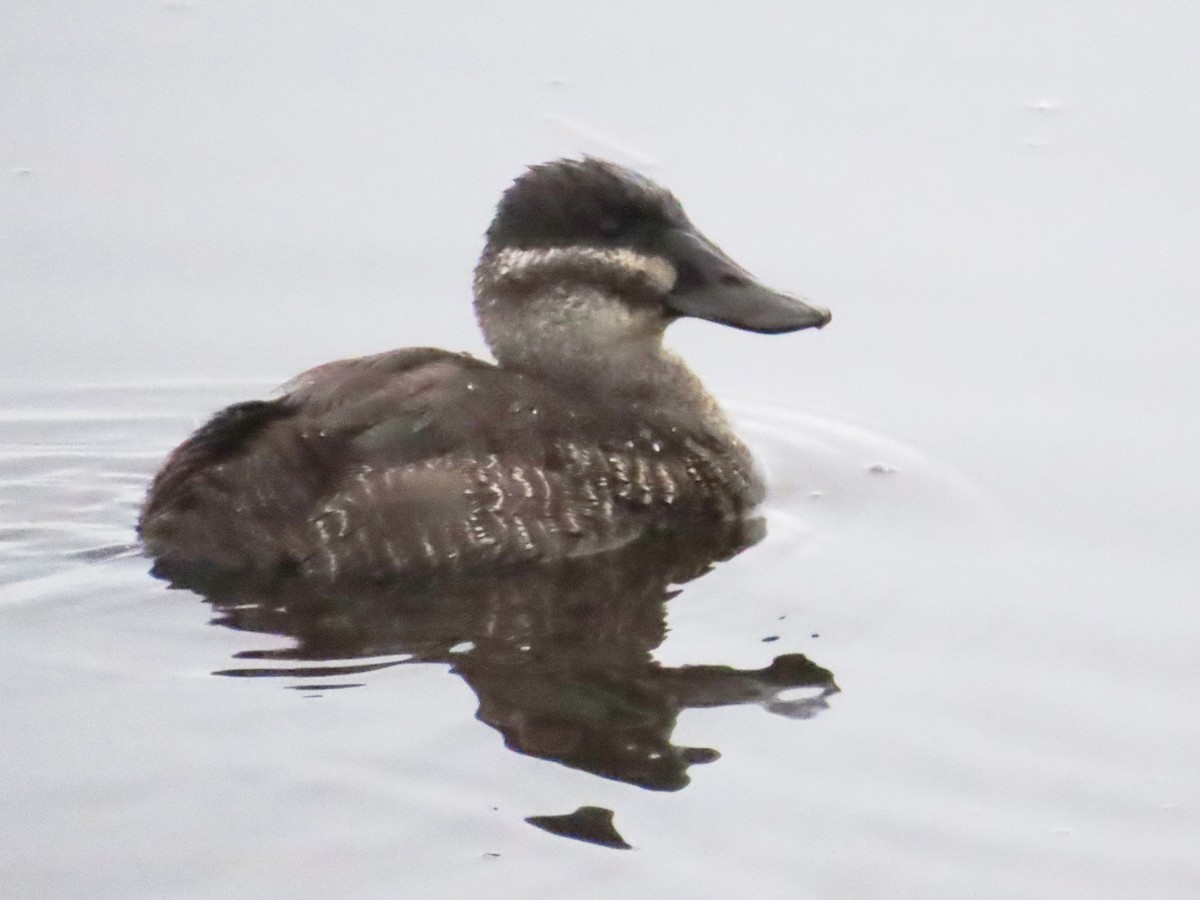 Lake Duck - ML644321534