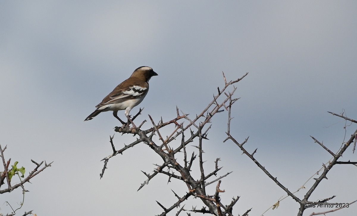 Weißbrauenweber - ML644321542