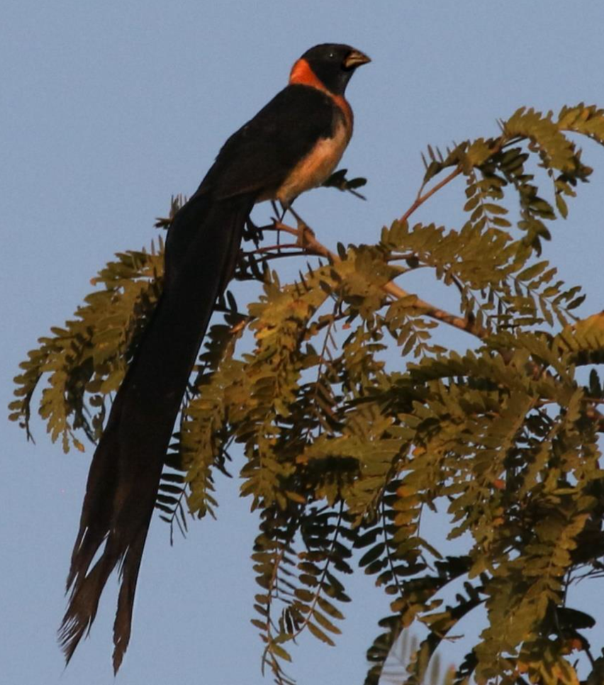 Sahel Paradise-Whydah - ML644321543