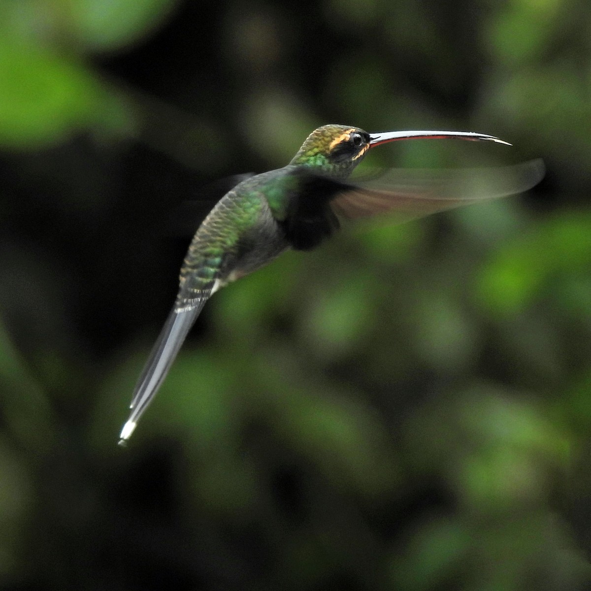 White-whiskered Hermit - ML644321544