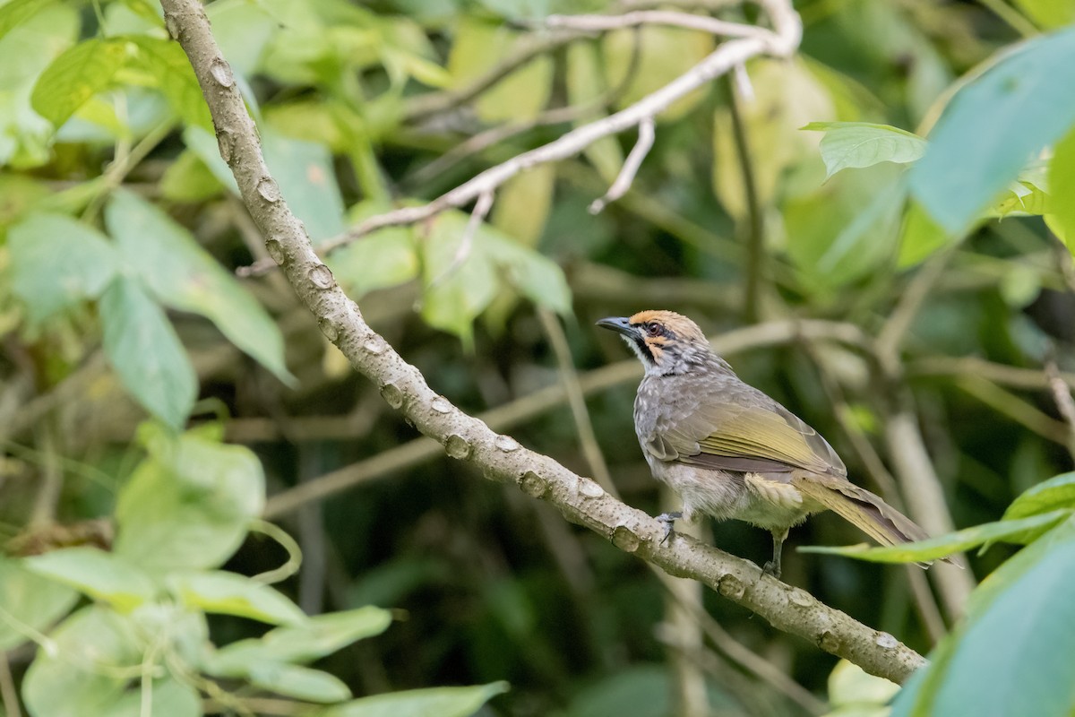 Gelbscheitelbülbül - ML644321545