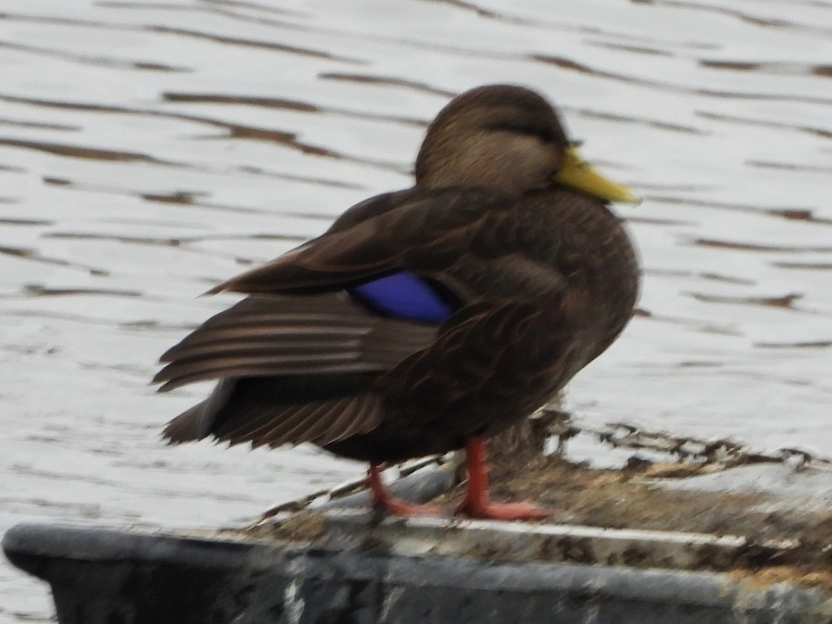 American Black Duck - ML644321546
