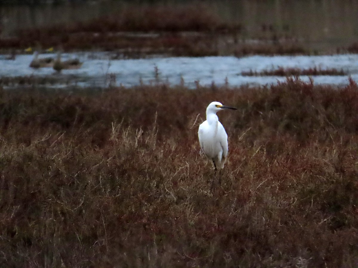 Schmuckreiher - ML644321547