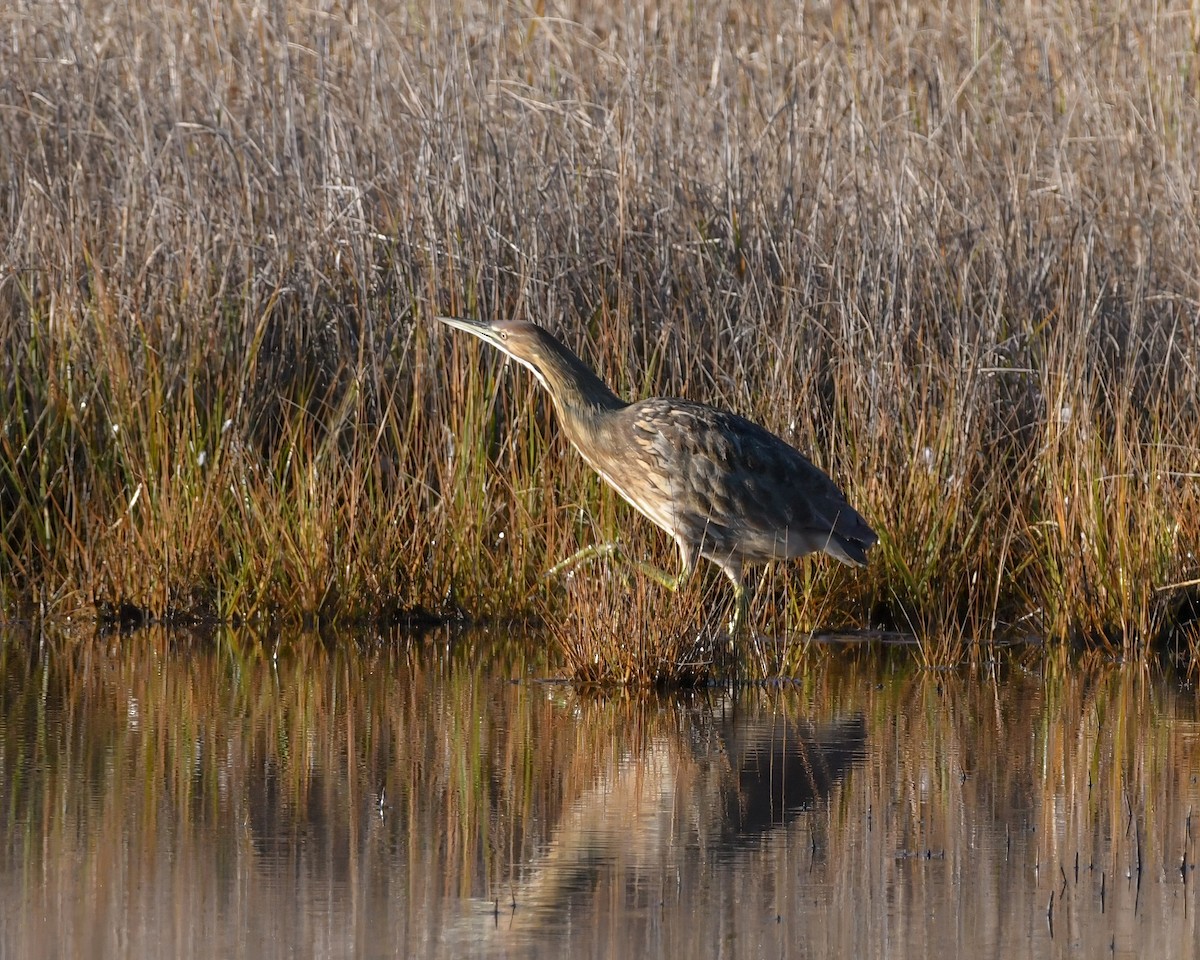 Schwarzbart-Rohrdommel - ML644321548