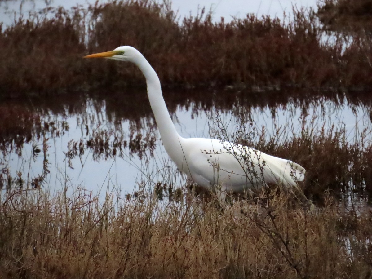 Silberreiher - ML644321549