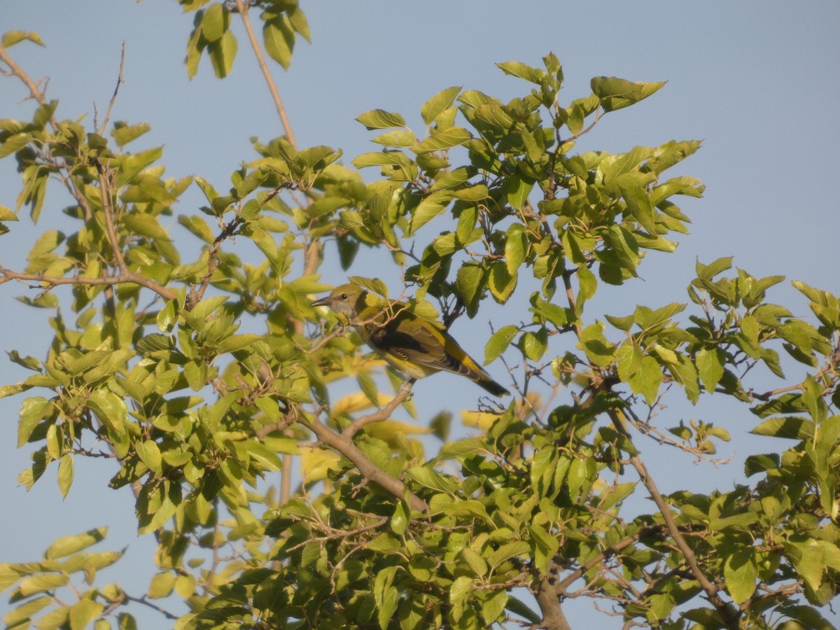 Эгэл шаргач - ML644321550