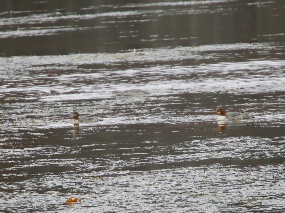 Gänsesäger - ML644321553