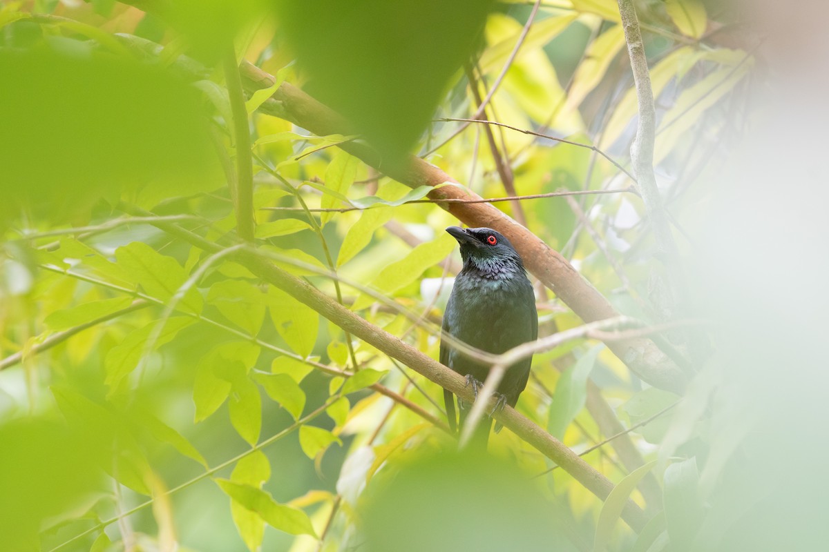 Malaienstar - ML644321554