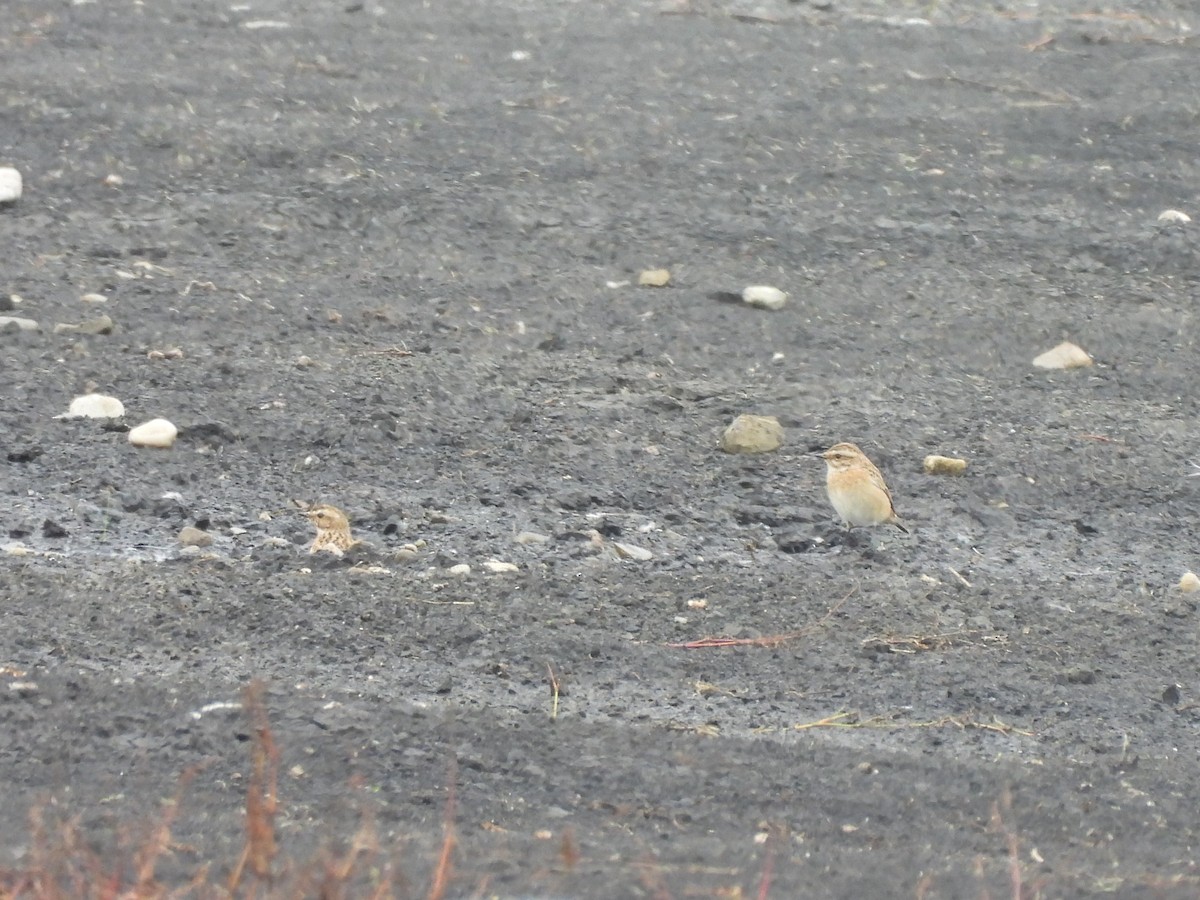 Braunkehlchen - ML644321555