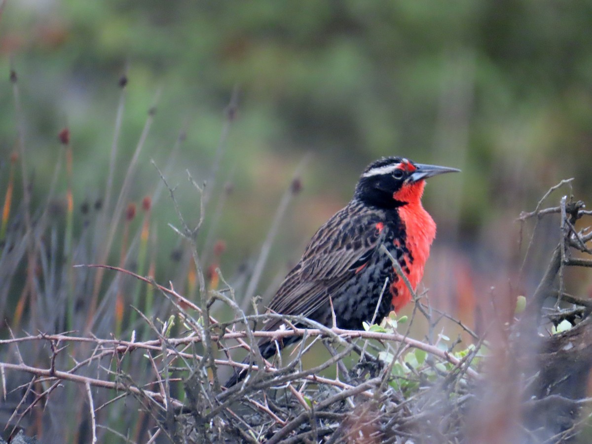 Langschwanzstärling - ML644321557