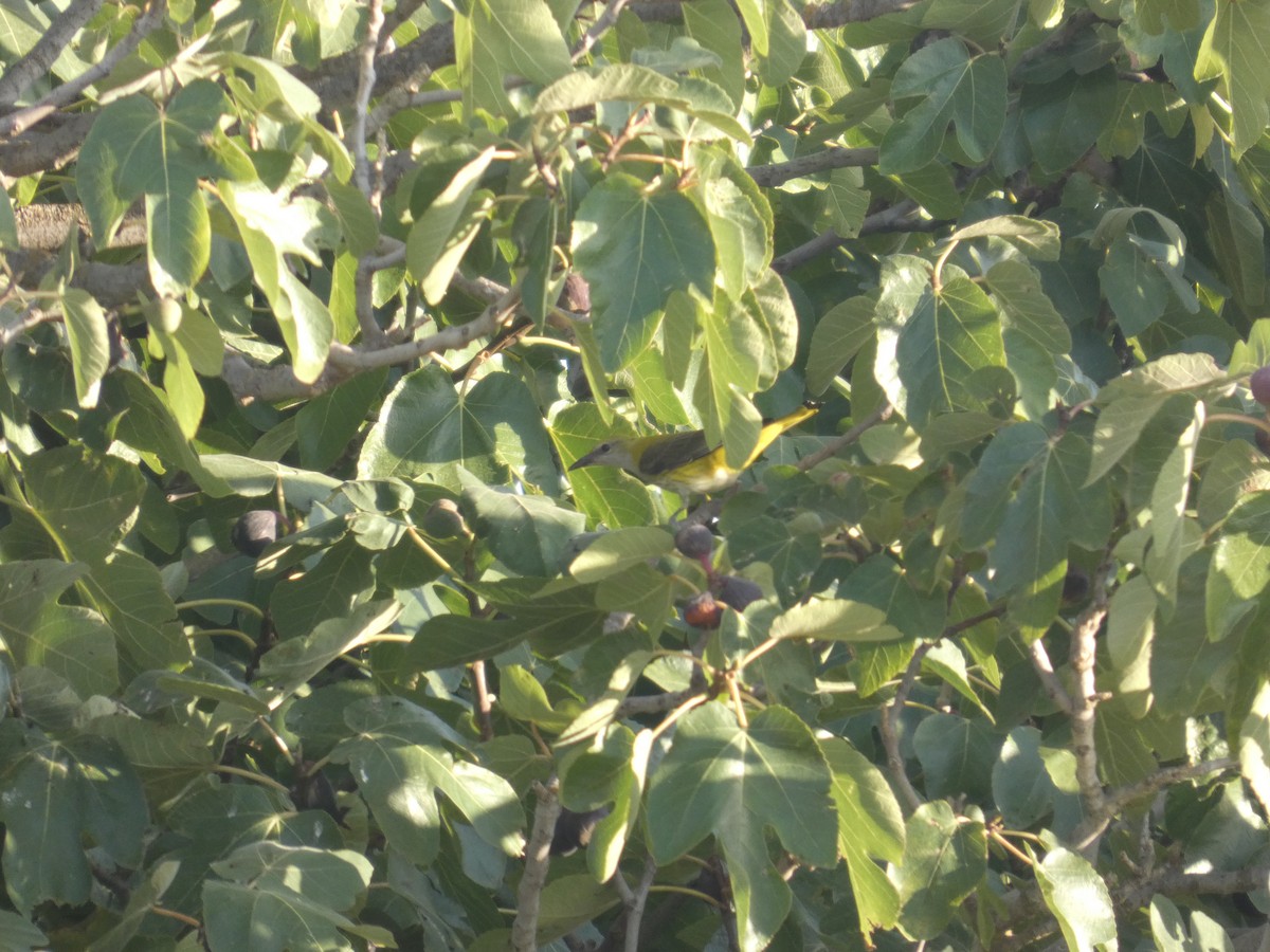 Эгэл шаргач - ML644321558