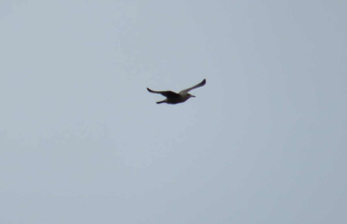 Kanadamöwe - ML644321561