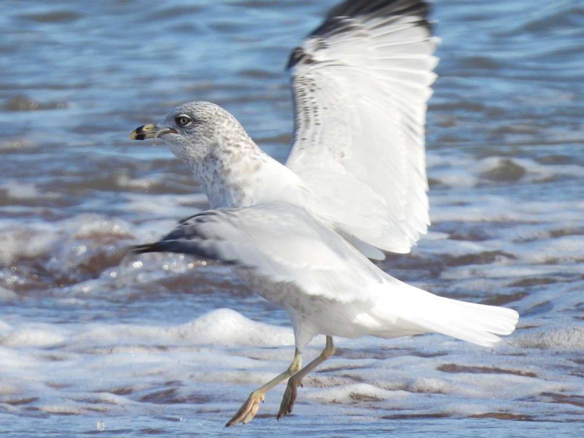 Ringschnabelmöwe - ML644321562