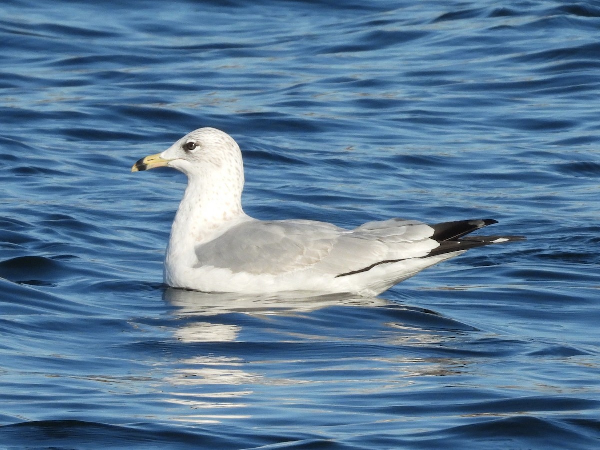 Ringschnabelmöwe - ML644321563