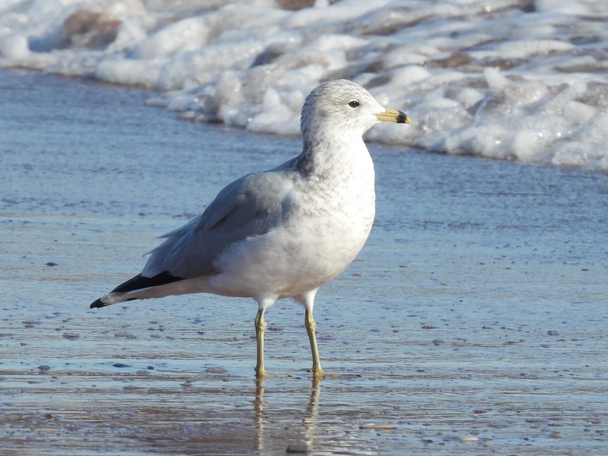 Ringschnabelmöwe - ML644321564