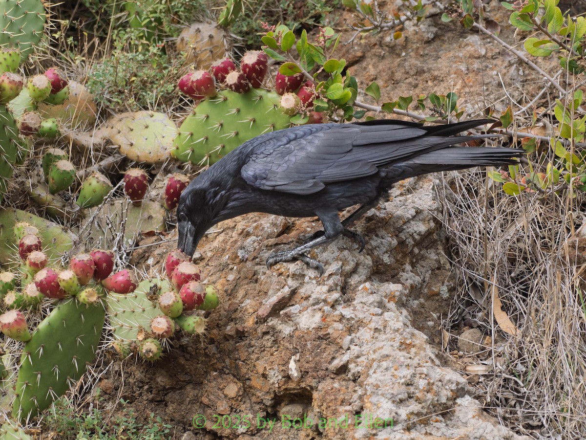 Kolkrabe - ML644321565