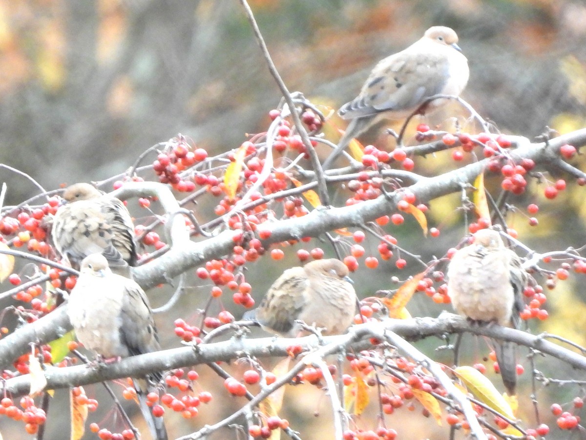 Carolinataube - ML644321566