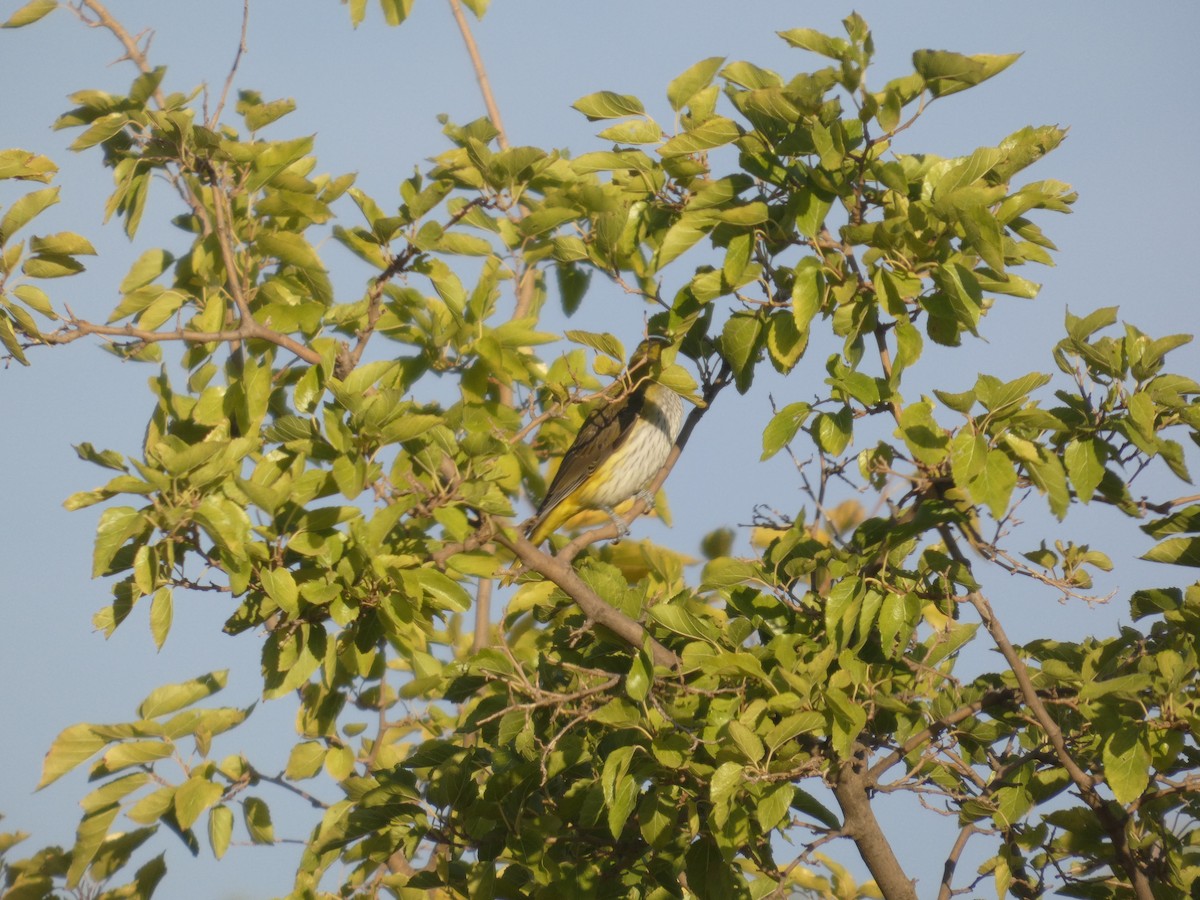 Эгэл шаргач - ML644321567