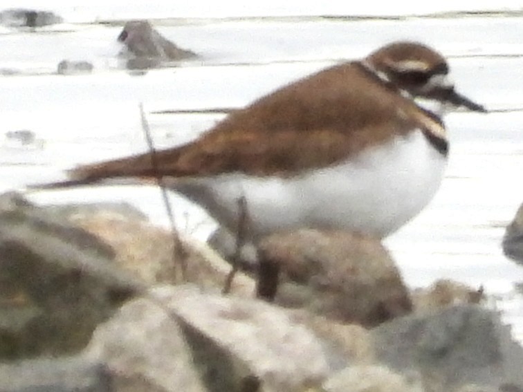 Keilschwanz-Regenpfeifer - ML644321568