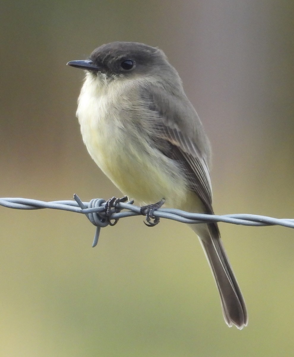 Weißbauch-Phoebetyrann - ML644321569