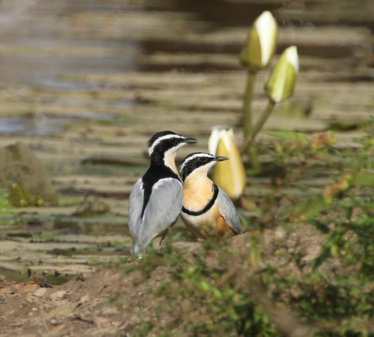 Krokodilwächter - ML644321570