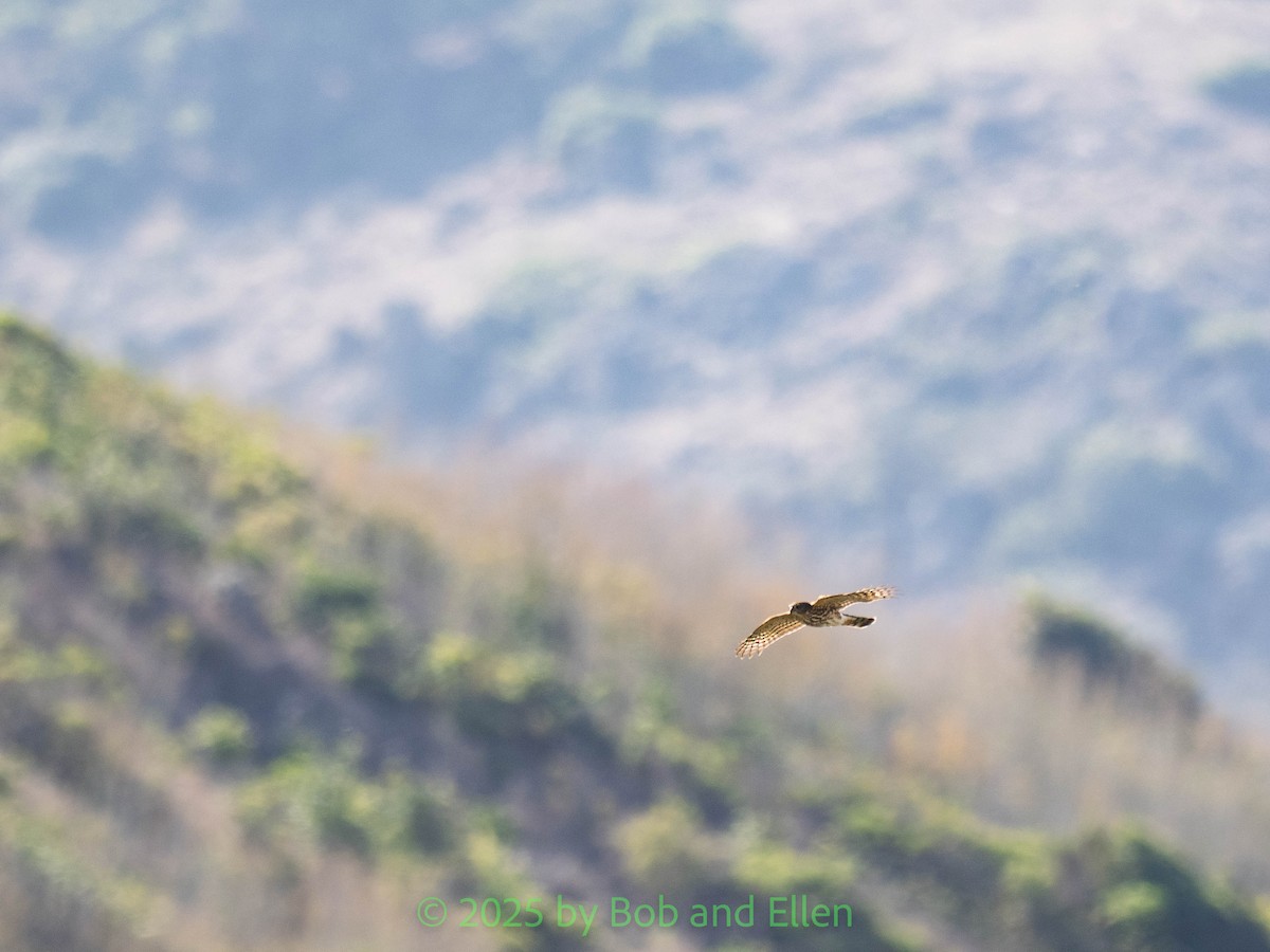 Eckschwanzsperber - ML644321572