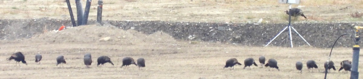 Truthuhn - ML644321573